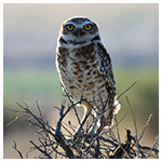 burrowing-owl-on-refuge_Patrick-Collins